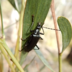 Tanychilus sp. (genus) (Comb-clawed beetle) at Dunlop, ACT - 20 Nov 2018 by CathB