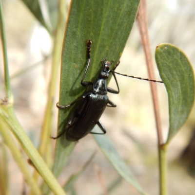 Tanychilus sp. (genus) (Comb-clawed beetle) at Aranda Bushland - 20 Nov 2018 by CathB