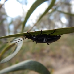 Tanychilus sp. (genus) at Dunlop, ACT - 20 Nov 2018 03:07 PM