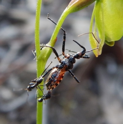 Reduviidae (family) (An assassin bug) at Aranda Bushland - 19 Nov 2018 by CathB