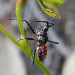 Reduviidae (family) at Aranda, ACT - 19 Nov 2018 05:56 PM