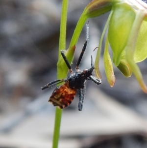 Reduviidae (family) at Aranda, ACT - 19 Nov 2018 05:56 PM