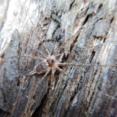 Tamopsis sp. (genus) (Two-tailed spider) at Dunlop, ACT - 20 Nov 2018 by CathB