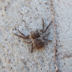 Cymbacha ocellata (Crab spider) at Mount Painter - 11 Nov 2018 by CathB