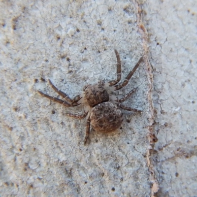 Cymbacha ocellata (Crab spider) at Mount Painter - 11 Nov 2018 by CathB