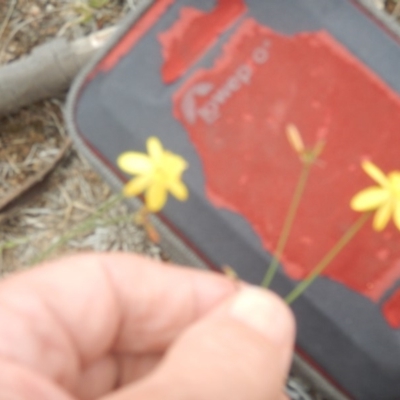 Tricoryne elatior (Yellow Rush Lily) at Farrer, ACT - 21 Nov 2018 by MichaelMulvaney