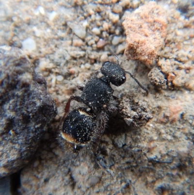 Eurymutilla sp. (genus) (Mutillid wasp or velvet ant) at Aranda Bushland - 16 Nov 2018 by CathB