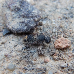 Eurymutilla sp. (genus) at Aranda Bushland - 16 Nov 2018 05:48 PM