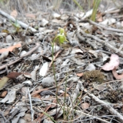 Caleana minor at Dunlop, ACT - 20 Nov 2018