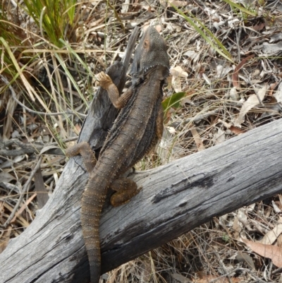 Pogona barbata (Eastern Bearded Dragon) at Dunlop, ACT - 20 Nov 2018 by CathB