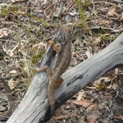 Pogona barbata at Dunlop, ACT - suppressed