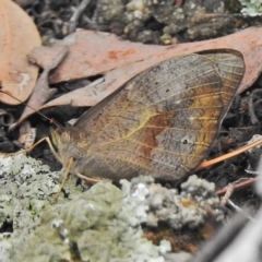 Heteronympha merope (Common Brown Butterfly) at Black Mountain - 21 Nov 2018 by JohnBundock