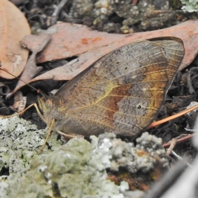 Heteronympha merope (Common Brown Butterfly) at Hackett, ACT - 21 Nov 2018 by JohnBundock