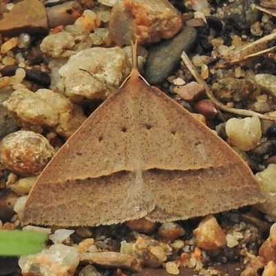 Epidesmia hypenaria (Long-nosed Epidesmia) at Acton, ACT - 20 Nov 2018 by JohnBundock