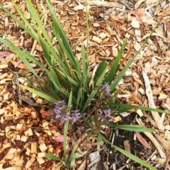 Dianella revoluta var. revoluta (Black-Anther Flax Lily) at Hughes, ACT - 21 Nov 2018 by ruthkerruish