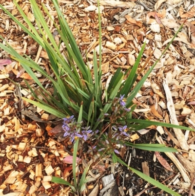 Dianella revoluta var. revoluta (Black-Anther Flax Lily) at Red Hill to Yarralumla Creek - 21 Nov 2018 by ruthkerruish