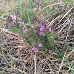 Mentha diemenica at Cook, ACT - 20 Nov 2018