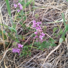 Mentha diemenica at Cook, ACT - 20 Nov 2018