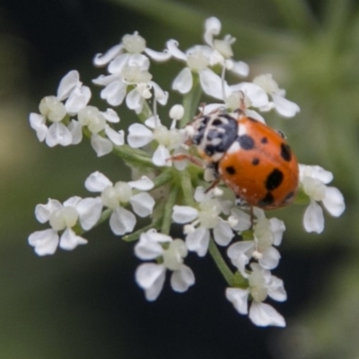 Hippodamia variegata (Spotted Amber Ladybird) at Uriarra Recreation Reserve - 18 Nov 2018 by SWishart