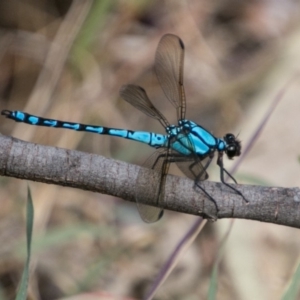 Diphlebia nymphoides at Denman Prospect, ACT - 18 Nov 2018