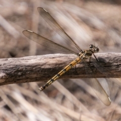 Diphlebia nymphoides (Arrowhead Rockmaster) at Stromlo, ACT - 17 Nov 2018 by SWishart