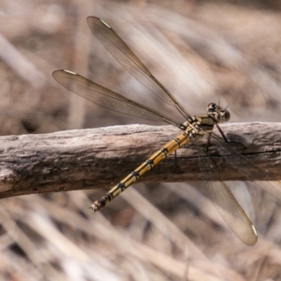 Diphlebia nymphoides (Arrowhead Rockmaster) at Stromlo, ACT - 18 Nov 2018 by SWishart