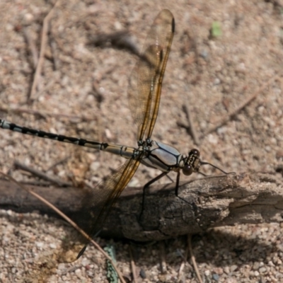 Diphlebia nymphoides (Arrowhead Rockmaster) at Stromlo, ACT - 18 Nov 2018 by SWishart