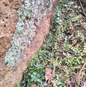 Asplenium flabellifolium at Stromlo, ACT - 6 Sep 2018