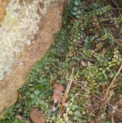 Asplenium flabellifolium at Stromlo, ACT - 6 Sep 2018