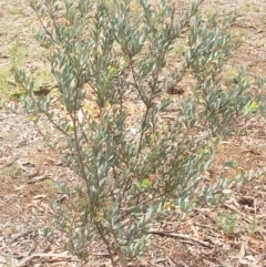 Rayieria acaciae at Hughes, ACT - 21 Nov 2018 11:05 AM