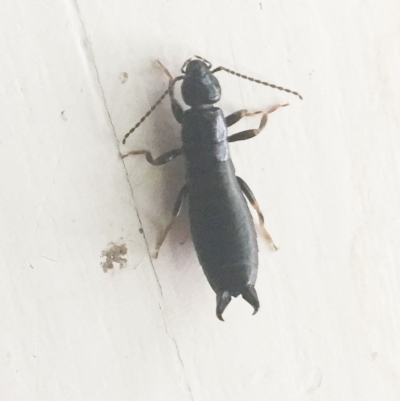 Anisolabididae (family) (Unidentified wingless earwig) at Hughes, ACT - 19 Nov 2018 by ruthkerruish