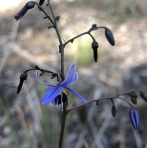 Dianella revoluta var. revoluta at Hackett, ACT - 21 Nov 2018