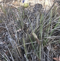 Dianella revoluta var. revoluta at Hackett, ACT - 21 Nov 2018 05:32 PM