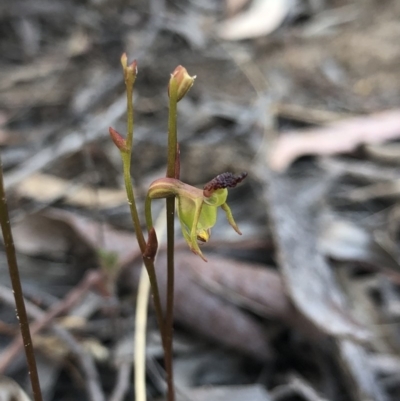 Caleana minor (Small Duck Orchid) at Black Mountain - 21 Nov 2018 by AaronClausen