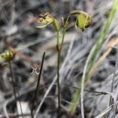 Caleana minor at Hackett, ACT - 21 Nov 2018