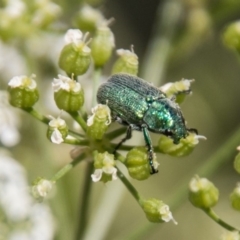 Diphucephala sp. (genus) (Green Scarab Beetle) at Stromlo, ACT - 18 Nov 2018 by SWishart
