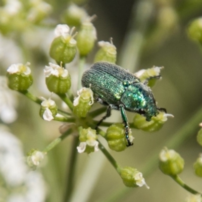 Diphucephala sp. (genus) (Green Scarab Beetle) at Lower Molonglo - 17 Nov 2018 by SWishart