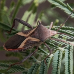 Mictis profana (Crusader Bug) at Stromlo, ACT - 18 Nov 2018 by SWishart
