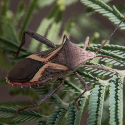 Mictis profana (Crusader Bug) at Lower Molonglo - 18 Nov 2018 by SWishart