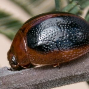 Dicranosterna immaculata at Stromlo, ACT - 18 Nov 2018 11:14 AM