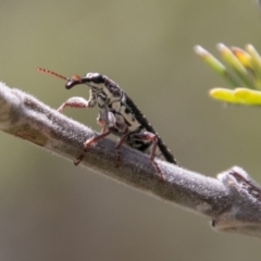 Rhinotia sp. (genus) (Unidentified Rhinotia weevil) at Stromlo, ACT - 18 Nov 2018 by SWishart