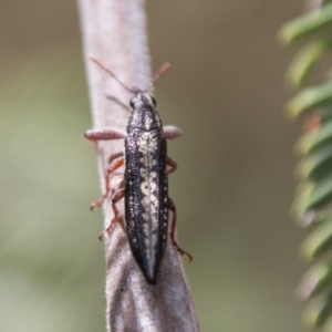 Rhinotia sp. (genus) at Stromlo, ACT - 18 Nov 2018