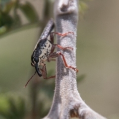 Rhinotia sp. (genus) at Stromlo, ACT - 18 Nov 2018 11:20 AM