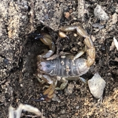 Urodacus manicatus (Black Rock Scorpion) at Black Mountain - 21 Nov 2018 by AaronClausen