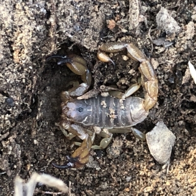 Urodacus manicatus (Black Rock Scorpion) at Hackett, ACT - 21 Nov 2018 by AaronClausen