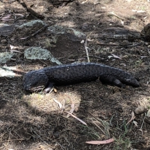 Tiliqua rugosa at Majura, ACT - 20 Nov 2018 01:00 PM