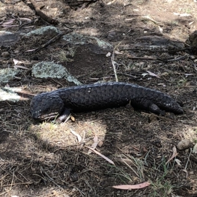 Tiliqua rugosa (Shingleback Lizard) at Majura, ACT - 20 Nov 2018 by Gillian