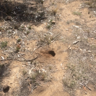 Pogona barbata (Eastern Bearded Dragon) at Deakin, ACT - 21 Nov 2018 by KL