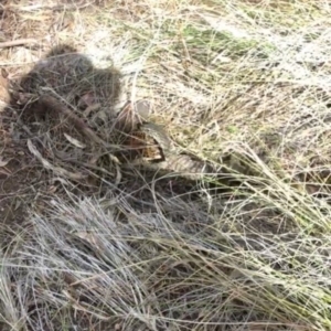 Varanus rosenbergi at Majura, ACT - 20 Nov 2018