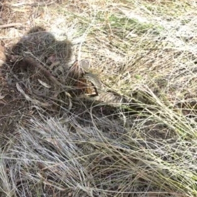 Varanus rosenbergi (Heath or Rosenberg's Monitor) at Mount Ainslie - 20 Nov 2018 by Gillian